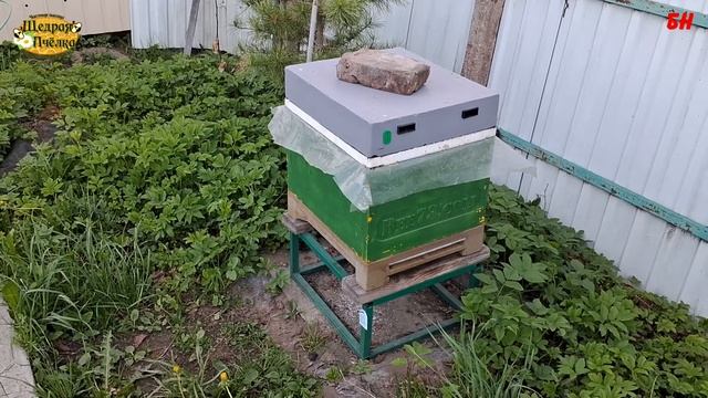 пчеловодство, пришло тепло, пришли матки, пора подсаживать маток, формирование отводков смотреть онлайн