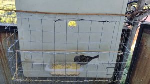 кормушка для птиц с защитой от голубей