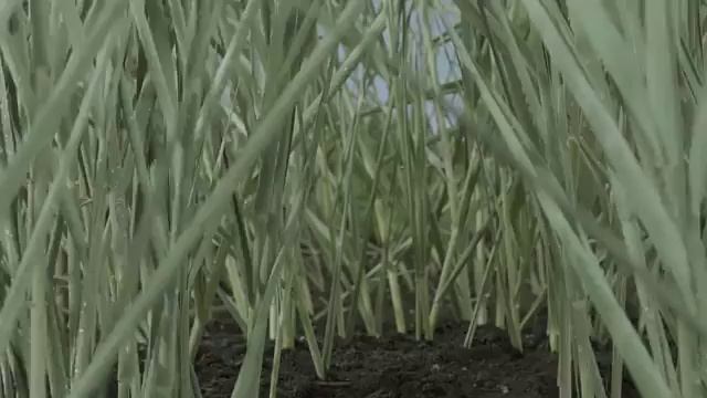 ШУМ от заболеваний суставов и костей