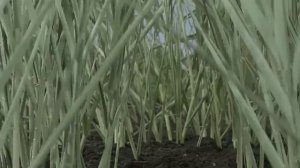 ШУМ от заболеваний суставов и костей