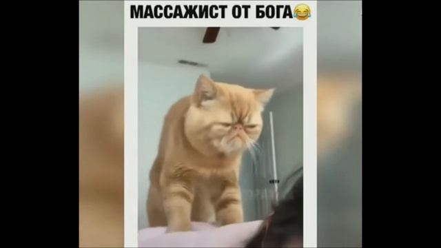 ТОПОВАЯ ПОДБОРКА 😁😂🤣😀 ДО СЛЁЗ лови ХА-ХА смотреть онлайн