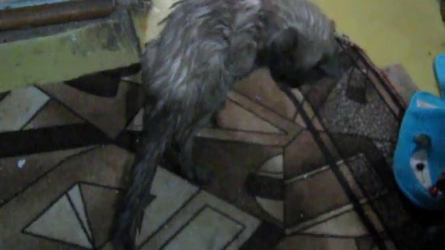 Забавный кот смотреть онлайн