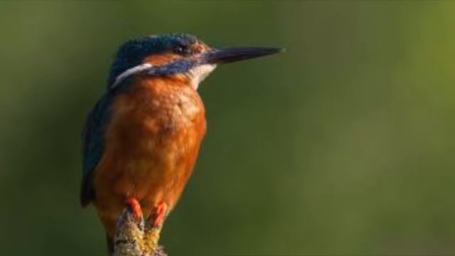 Birds 2 sound effect смотреть онлайн