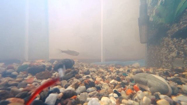 Curious Fish HAZEDONG 1,2