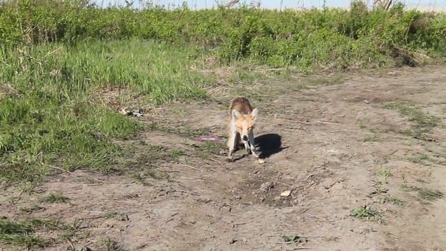 Лиса ест булку остров уссурийский хабаровский край смотреть онлайн