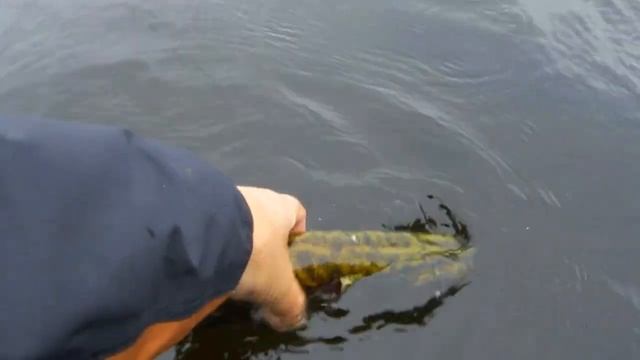 Goodbye, Fish! Пока, рыбко!