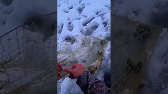 Рыбалка на ХАПУГУ Зимой! смотреть онлайн