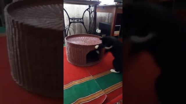 Домик для нашего котика из газетных трубочек смотреть онлайн