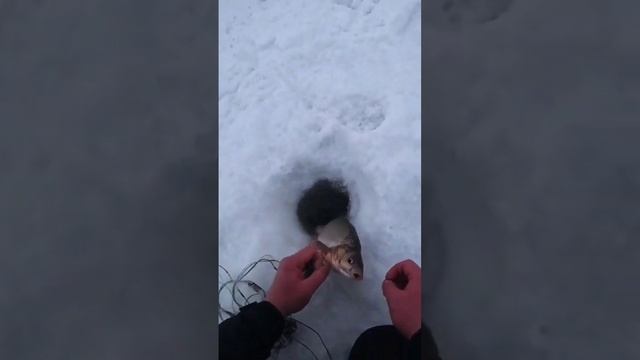 Я в шоке от того что я поймал на жерлицы. Жерлицей зацепил сетку! смотреть онлайн