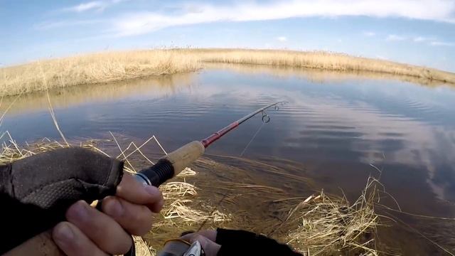 Открыл сезон 2021. Щука просыпается