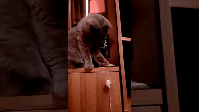 Очень умная кошка смотреть онлайн