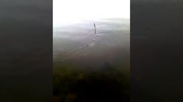 Ловля щуки на живца 20.04.2016