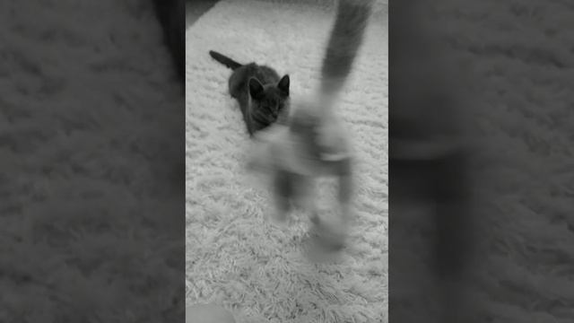 мой кот после прививки😑 смотреть онлайн