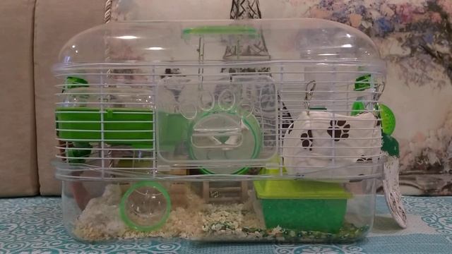 Как ухаживать за хомяком смотреть онлайн