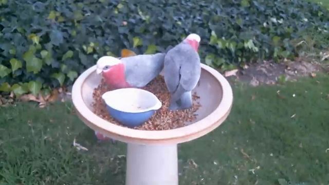 Australian Bird Feeder