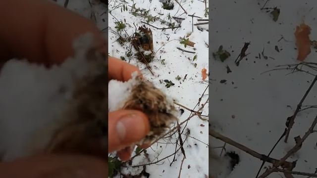 Проверка капканов на куницу! смотреть онлайн
