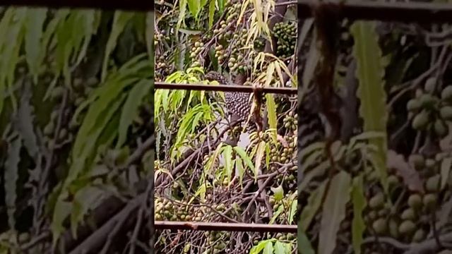 i poped out of my window and i saw this magnificent bird 😍 смотреть онлайн