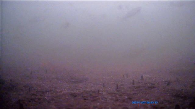 Сосновка. 7 ноября 2021 год