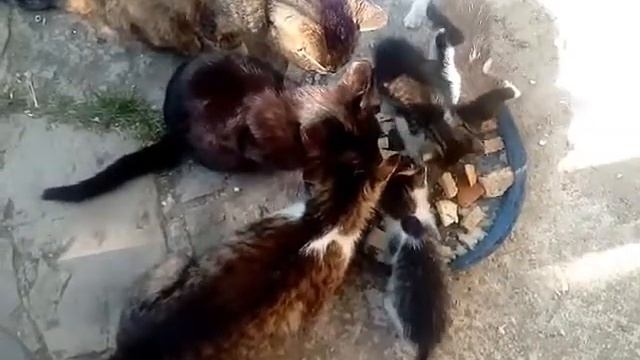 Бял и Пълнозърнест хляб и котки смотреть онлайн