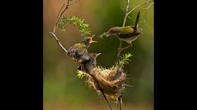 ИЗ ЖИЗНИ ПТИЦЫ автор-исполнитель Влад. Семенов