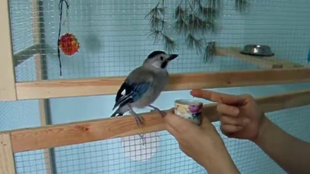 Птенец сойки кушает