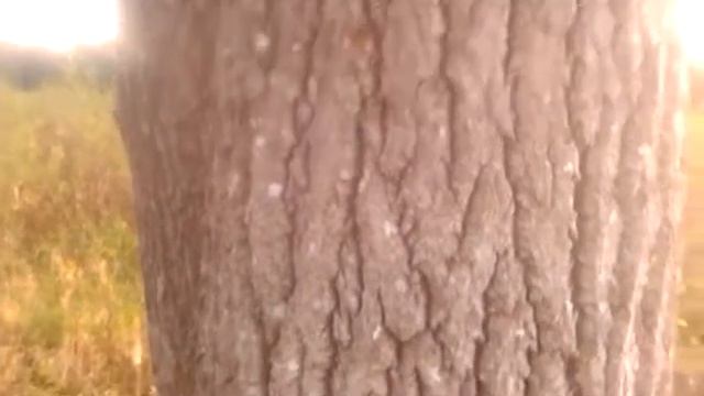 Шершни дерево облепили. смотреть онлайн