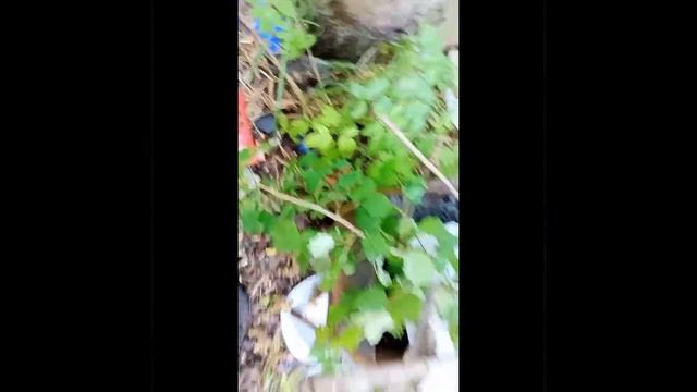 заработали сотку с металалома