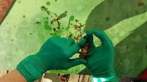 калган - чудо корень - здоровье и долголетие (лапчатка прямостоячая)