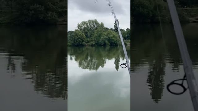 Крутая поклёвка Рыбалка на фидер !!! #feederfishing #рыбалка #carpfishing