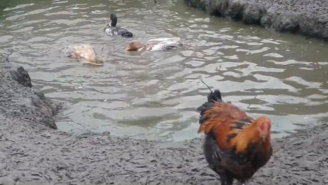 Утро.Принимаем водные ванны. смотреть онлайн
