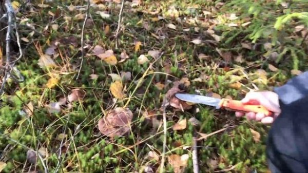 Грибной Weekend в МО. Халтурино.