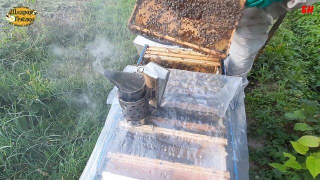 пчеловодство, подготовка семьи в лежаке к зимовке смотреть онлайн