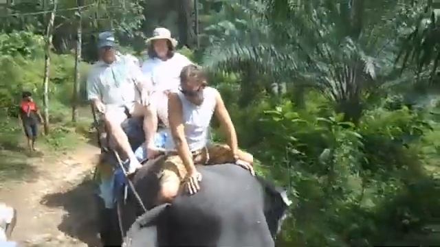 Катание на слонах в экскурсии Као Лак Пхукет Таиланд Ноябрь 2014 г 1 смотреть онлайн