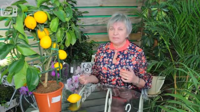 Комнатный лимон ✿ как вырастить из косточки «Часть 1» смотреть онлайн