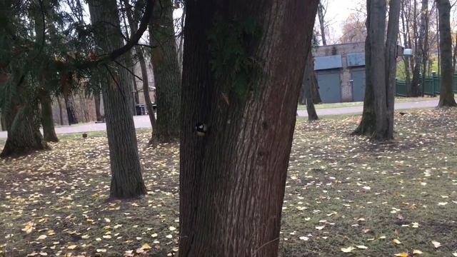 Усадьба Остафьево-Русский Парнас в Остафьево\Manor Ostafyevo смотреть онлайн