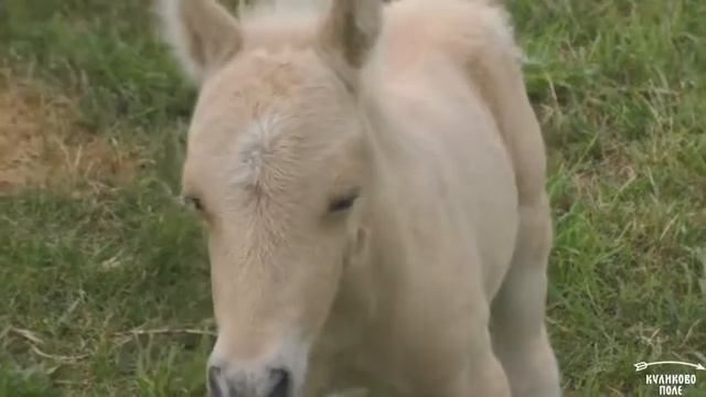 Пумба, Пломбир или Пикабу: туляки выбирают имя для жеребенка из музея 