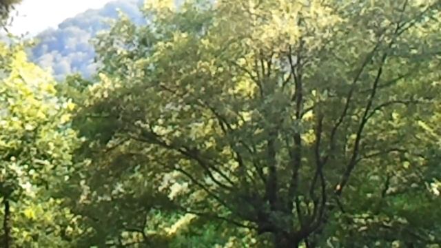 ЕНОТЫ НА ДУБЕ! смотреть онлайн