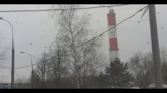 Дрозд рябинник тысячами кружит над Митино.