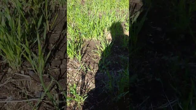 лук в мерзлой земле 27.05.2021