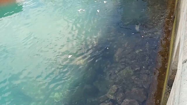 огромный скат хочет поесть смотреть онлайн