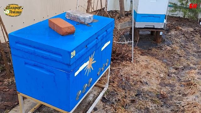 вопрос опытным пчеловодам смотреть онлайн