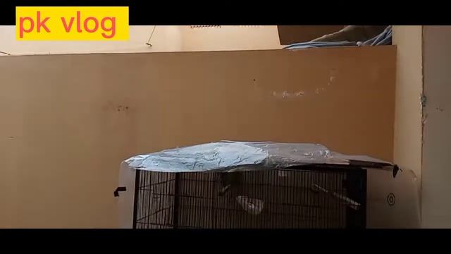 Aaj Hamare ghar ki dish bahut laziz bani hai pk vlog смотреть онлайн