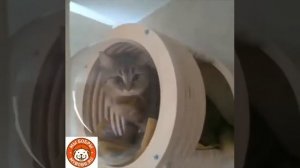 Мой дом моя крепость