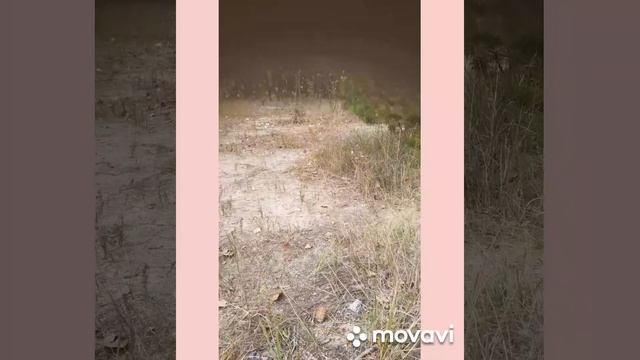 Начинаю приручать белочку.Продвигается медленно.Все еще боится меня. Много маслят. смотреть онлайн