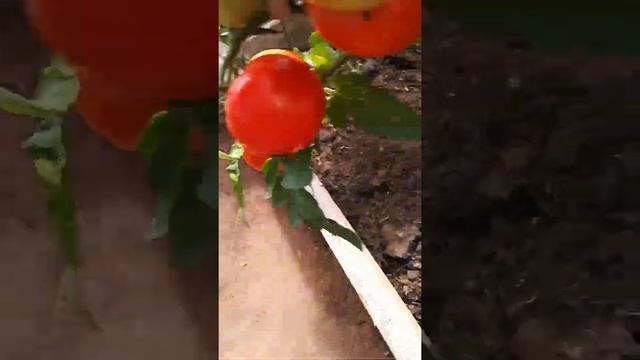 г. Набережные Челны смотреть онлайн