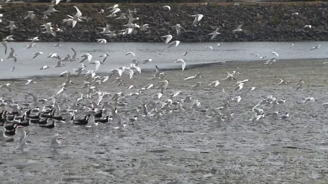 Elegant Terns смотреть онлайн