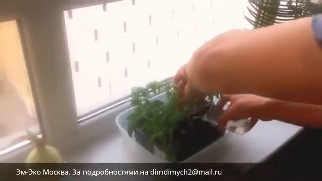 Органикалық тыңайтқыш . Эм Эко