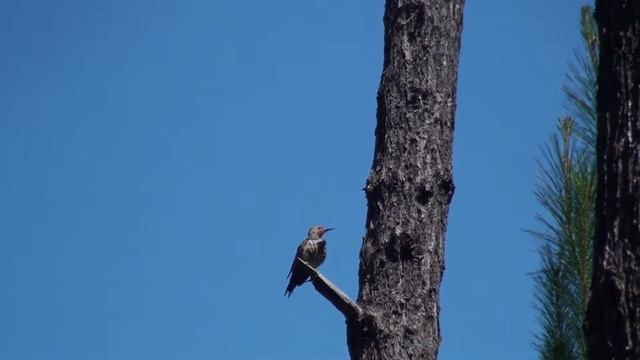 Northern flicker stretching wings смотреть онлайн