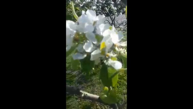 Meet Clarissa! смотреть онлайн