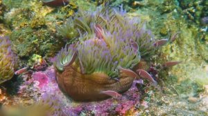 Коралловые рифы и обитатели подводного царства!...